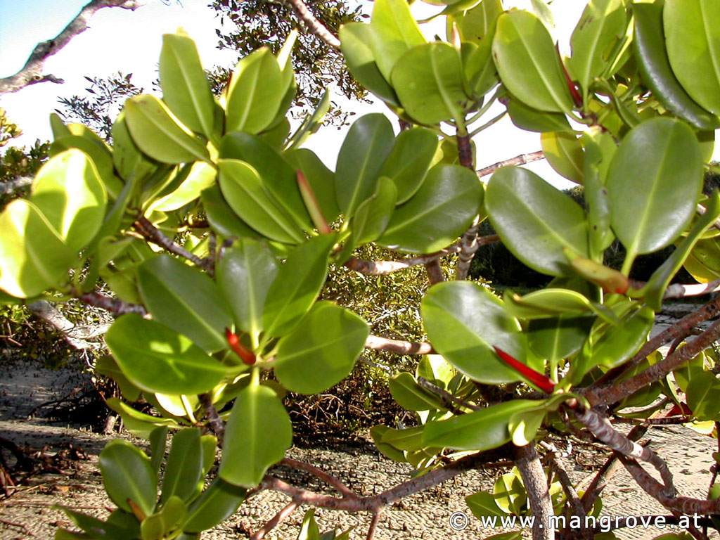 Rhizophora stylosa leaves